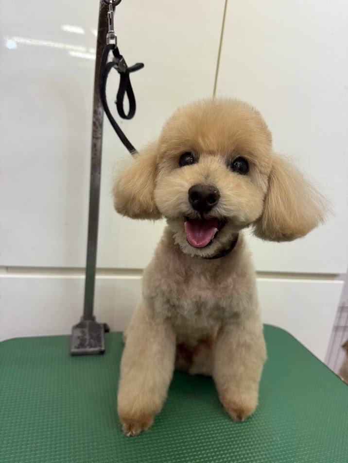 11月30日(日)のお客さま、明日はお休みですm(__)m