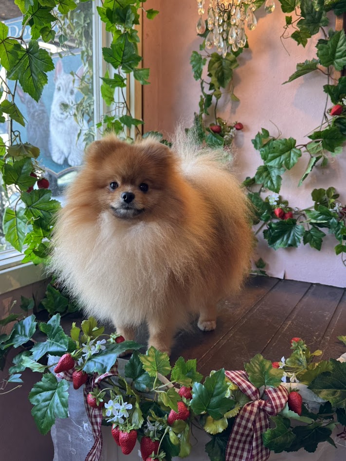 1月19日のお客さま、明日お休みですm(__)m