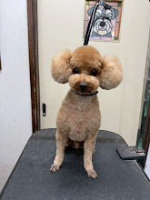 ４月１日(水)のお客さま(^^♪本日都合により１５時閉店ですm(__)m