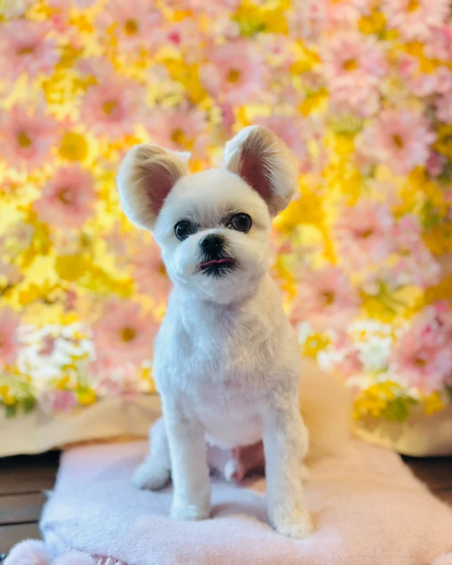 ミックスのまるおくん🌸

Dog salon  La・Embellir
☎︎0476-33-3791
Open 9:30〜 Close 18:00

#ラアンベリール#laembellir_narita#トリミング#成田トリミング#成田市トリミング#富里市#富里市トリミング#印西市#印西トリミング#印西市トリミングサロン #千葉トリミング#成田市#成田市トリミングサロン#酒々井町トリミング #酒々井トリミング#炭酸シャンプーマシン#シャンプーシステム#炭酸泉シャンプー #オゾンシャワー #シャンプーマシン導入店  #トリミングサロン#プラッキング#千葉プラッキング #成田プラッキング#ミックス犬#チワポメ