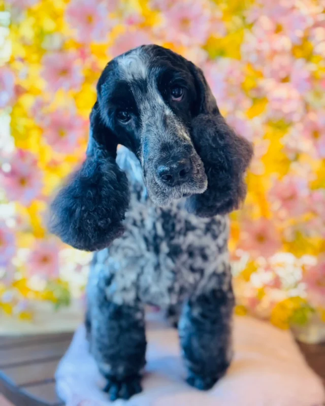 Eコッカーのソフィアちゃん🌸

Dog salon  La・Embellir
☎︎0476-33-3791
Open 9:30〜 Close 18:00

#ラアンベリール#laembellir_narita#トリミング#成田トリミング#成田市トリミング#富里市#富里市トリミング#印西市#印西トリミング#印西市トリミングサロン #千葉トリミング#成田市#成田市トリミングサロン#酒々井町トリミング #酒々井トリミング#炭酸シャンプーマシン#シャンプーシステム#炭酸泉シャンプー #オゾンシャワー #シャンプーマシン導入店  #トリミングサロン#プラッキング#千葉プラッキング #成田プラッキング#スイニング #成田スイニング#イングリッシュコッカースパニエル #インギー #コッカー