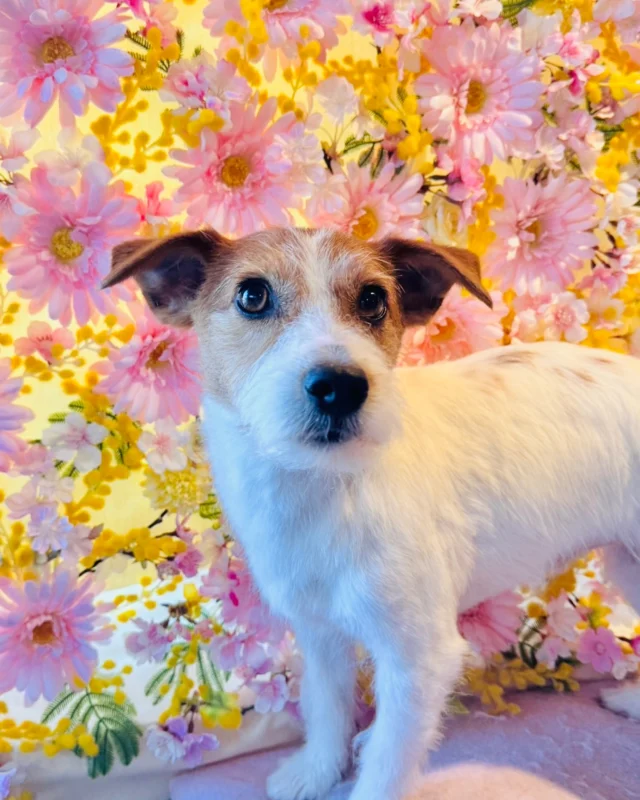ジャックラッセルテリアのハクくん🌸

Dog salon  La・Embellir
☎︎0476-33-3791
Open 9:30〜 Close 18:00

#ラアンベリール#laembellir_narita#トリミング#成田トリミング#成田市トリミング#富里市#富里市トリミング#印西市#印西トリミング#印西市トリミングサロン #千葉トリミング#成田市#成田市トリミングサロン#酒々井町トリミング #酒々井トリミング#炭酸シャンプーマシン#シャンプーシステム#炭酸泉シャンプー #オゾンシャワー #シャンプーマシン導入店  #トリミングサロン#プラッキング#千葉プラッキング #成田プラッキング#テリアプラッキング#テリアトリミング #ジャックラッセルテリア #ジャックラッセルテリアプラッキング