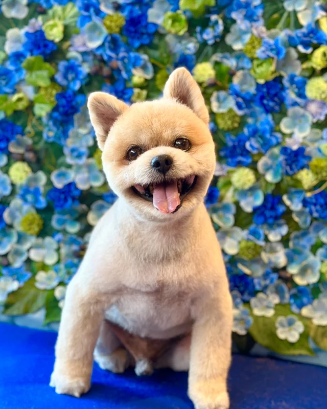 ポメラニアンのカイくん💙

Dog salon  La・Embellir
☎︎0476-33-3791
Open 9:30〜 Close 18:00

#ラアンベリール#laembellir_narita#トリミング#成田トリミング#成田市トリミング#富里市#富里市トリミング#印西市#印西トリミング#印西市トリミングサロン #千葉トリミング#成田市#成田市トリミングサロン#酒々井町トリミング #酒々井トリミング#炭酸シャンプーマシン #オゾンシャワー導入店 #シャンプーマシン導入店  #トリミングサロン#プラッキング#千葉プラッキング #成田プラッキング#ポメラニアン#ポメ