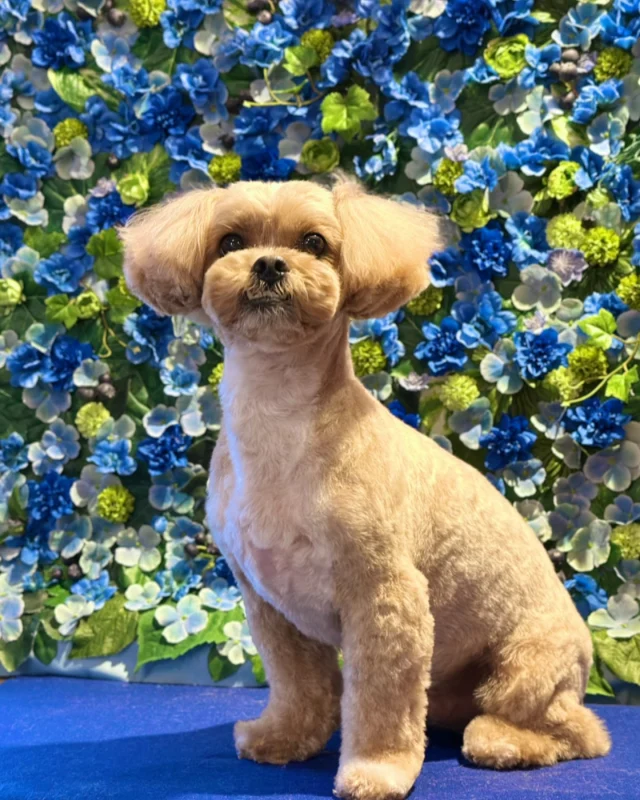 ミックスのラテくん🩵

Dog salon  La・Embellir
☎︎0476-33-3791
Open 9:30〜 Close 18:00

#ラアンベリール#laembellir_narita#トリミング#成田トリミング#成田市トリミング#富里市#富里市トリミング#印西市#印西トリミング#印西市トリミングサロン #千葉トリミング#成田市#成田市トリミングサロン#酒々井町トリミング #酒々井トリミング#炭酸シャンプーマシン#シャンプーシステム#炭酸泉シャンプー #オゾンシャワー #シャンプーマシン導入店  #トリミングサロン#プラッキング#千葉プラッキング #成田プラッキング#ミックス犬#シープー