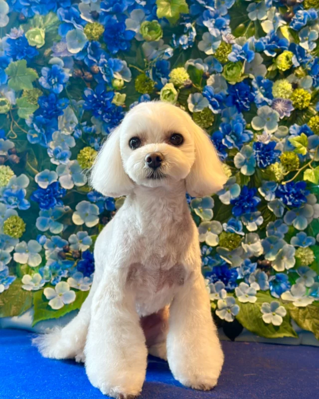 ミックスのららちゃん💙

Dog salon  La・Embellir
☎︎0476-33-3791
Open 9:30〜 Close 18:00

#ラアンベリール#laembellir_narita#トリミング#成田トリミング#成田市トリミング#富里市#富里市トリミング#印西市#印西トリミング#印西市トリミングサロン #千葉トリミング#成田市#成田市トリミングサロン#酒々井町トリミング #酒々井トリミング#炭酸シャンプーマシン#シャンプーシステム#炭酸泉シャンプー #オゾンシャワー #シャンプーマシン導入店  #トリミングサロン#プラッキング#千葉プラッキング #成田プラッキング#ミックス犬#マルプー
