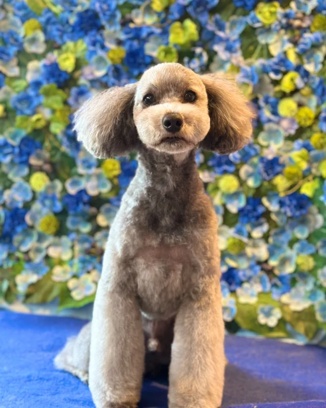 プードルの風翔くん🩵

Dog salon  La・Embellir
☎︎0476-33-3791
Open 9:30〜 Close 18:00

#ラアンベリール#laembellir_narita#トリミング#成田トリミング#成田市トリミング#富里市#富里市トリミング#印西市#印西トリミング#印西市トリミングサロン #千葉トリミング#成田市#成田市トリミングサロン#酒々井町トリミング #酒々井トリミング#炭酸シャンプーマシン#シャンプーシステム#炭酸泉シャンプー #オゾンシャワー #シャンプーマシン導入店  #トリミングサロン#プラッキング#千葉プラッキング #成田プラッキング#プードル#トイプードル #トイプードルトリミング #プードルカット