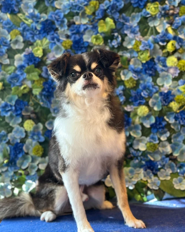 チワワのチャマくん&マメくん💙

Dog salon  La・Embellir
☎︎0476-33-3791
Open 9:30〜 Close 18:00

#ラアンベリール#laembellir_narita#トリミング#成田トリミング#成田市トリミング#富里市#富里市トリミング#印西市#印西トリミング#印西市トリミングサロン #千葉トリミング#成田市#成田市トリミングサロン#酒々井町トリミング #酒々井トリミング#炭酸シャンプーマシン#シャンプーシステム#炭酸泉シャンプー #オゾンシャワー #シャンプーマシン導入店  #トリミングサロン#プラッキング#千葉プラッキング #成田プラッキング#チワワ