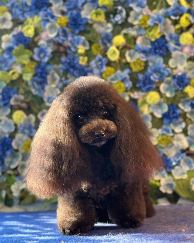 プードルのウルーちゃん🩵

Dog salon  La・Embellir
☎︎0476-33-3791
Open 9:30〜 Close 18:00

#ラアンベリール#laembellir_narita#トリミング#成田トリミング#成田市トリミング#富里市#富里市トリミング#印西市#印西トリミング#印西市トリミングサロン #千葉トリミング#成田市#成田市トリミングサロン#酒々井町トリミング #酒々井トリミング#炭酸シャンプーマシン#シャンプーシステム#炭酸泉シャンプー #オゾンシャワー #シャンプーマシン導入店  #トリミングサロン#プラッキング#千葉プラッキング #成田プラッキング#プードル#トイプードル #トイプードルトリミング #プードルカット