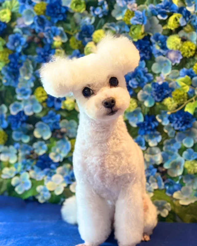 ミックスのももちゃん&プードルのダイスケくん💙

Dog salon  La・Embellir
☎︎0476-33-3791
Open 9:30〜 Close 18:00

#ラアンベリール#laembellir_narita#トリミング#成田トリミング#成田市トリミング#富里市#富里市トリミング#印西市#印西トリミング#印西市トリミングサロン #千葉トリミング#成田市#成田市トリミングサロン#酒々井町トリミング #酒々井トリミング#炭酸シャンプーマシン#シャンプーシステム#炭酸泉シャンプー #オゾンシャワー #シャンプーマシン導入店  #トリミングサロン#プラッキング#千葉プラッキング #成田プラッキング#プードル#トイプードル #トイプードルトリミング #プードルカット