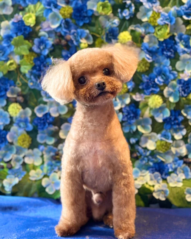 プードルのMONICAくん🩵

Dog salon  La・Embellir
☎︎0476-33-3791
Open 9:30〜 Close 18:00

#ラアンベリール#laembellir_narita#トリミング#成田トリミング#成田市トリミング#富里市#富里市トリミング#印西市#印西トリミング#印西市トリミングサロン #千葉トリミング#成田市#成田市トリミングサロン#酒々井町トリミング #酒々井トリミング#炭酸シャンプーマシン#シャンプーシステム#炭酸泉シャンプー #オゾンシャワー #シャンプーマシン導入店  #トリミングサロン#プラッキング#千葉プラッキング #成田プラッキング#プードル#トイプードル #トイプードルトリミング #プードルカット
