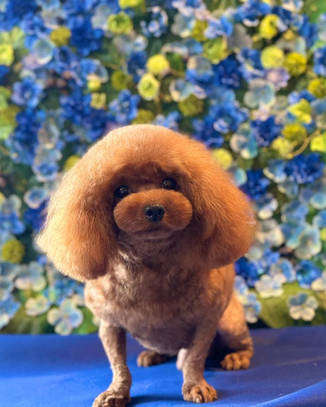 プードルのチョッパーくん💙

Dog salon  La・Embellir
☎︎0476-33-3791
Open 9:30〜 Close 18:00

#ラアンベリール#laembellir_narita#トリミング#成田トリミング#成田市トリミング#富里市#富里市トリミング#印西市#印西トリミング#印西市トリミングサロン #千葉トリミング#成田市#成田市トリミングサロン#酒々井町トリミング #酒々井トリミング#炭酸シャンプーマシン#シャンプーシステム#炭酸泉シャンプー #オゾンシャワー #シャンプーマシン導入店  #トリミングサロン#プラッキング#千葉プラッキング #成田プラッキング#プードル#トイプードル #トイプードルトリミング #プードルカット