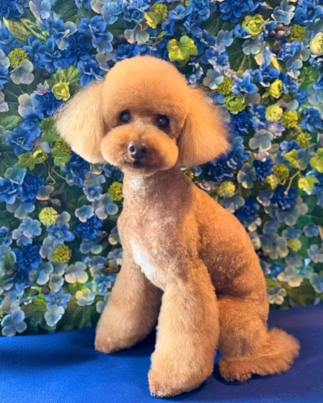 プードルのコロンくん🩵

Dog salon  La・Embellir
☎︎0476-33-3791
Open 9:30〜 Close 18:00

#ラアンベリール#laembellir_narita#トリミング#成田トリミング#成田市トリミング#富里市#富里市トリミング#印西市#印西トリミング#印西市トリミングサロン #千葉トリミング#成田市#成田市トリミングサロン#酒々井町トリミング #酒々井トリミング#炭酸シャンプーマシン#シャンプーシステム#炭酸泉シャンプー #オゾンシャワー #シャンプーマシン導入店  #トリミングサロン#プラッキング#千葉プラッキング #成田プラッキング#プードル#トイプードル #トイプードルトリミング #プードルカット