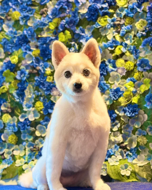 パピヨンのケイちゃん💙

Dog salon  La・Embellir
☎︎0476-33-3791
Open 9:30〜 Close 18:00

#ラアンベリール#laembellir_narita#トリミング#成田トリミング#成田市トリミング#富里市#富里市トリミング#印西市#印西トリミング#印西市トリミングサロン #千葉トリミング#成田市#成田市トリミングサロン#酒々井町トリミング #酒々井トリミング#炭酸シャンプーマシン#シャンプーシステム#炭酸泉シャンプー #オゾンシャワー #シャンプーマシン導入店  #トリミングサロン#プラッキング#千葉プラッキング #成田プラッキング#パピヨン