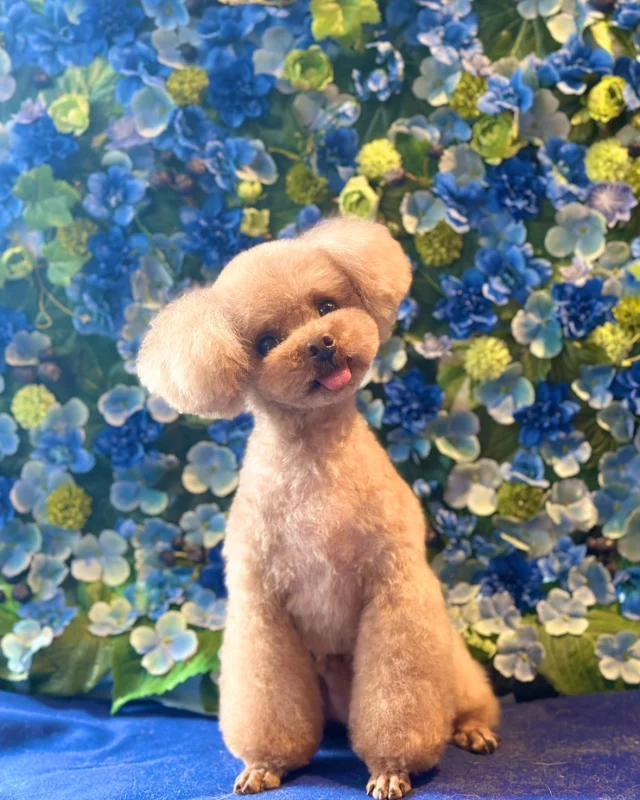 プードルのカイルくん&ノアくん&ティノくん💙

Dog salon  La・Embellir
☎︎0476-33-3791
Open 9:30〜 Close 18:00

#ラアンベリール#laembellir_narita#トリミング#成田トリミング#成田市トリミング#富里市#富里市トリミング#印西市#印西トリミング#印西市トリミングサロン #千葉トリミング#成田市#成田市トリミングサロン#酒々井町トリミング #酒々井トリミング#炭酸シャンプーマシン#シャンプーシステム#炭酸泉シャンプー #オゾンシャワー #シャンプーマシン導入店  #トリミングサロン#プラッキング#千葉プラッキング #成田プラッキング#プードル#トイプードル #トイプードルトリミング #プードルカット