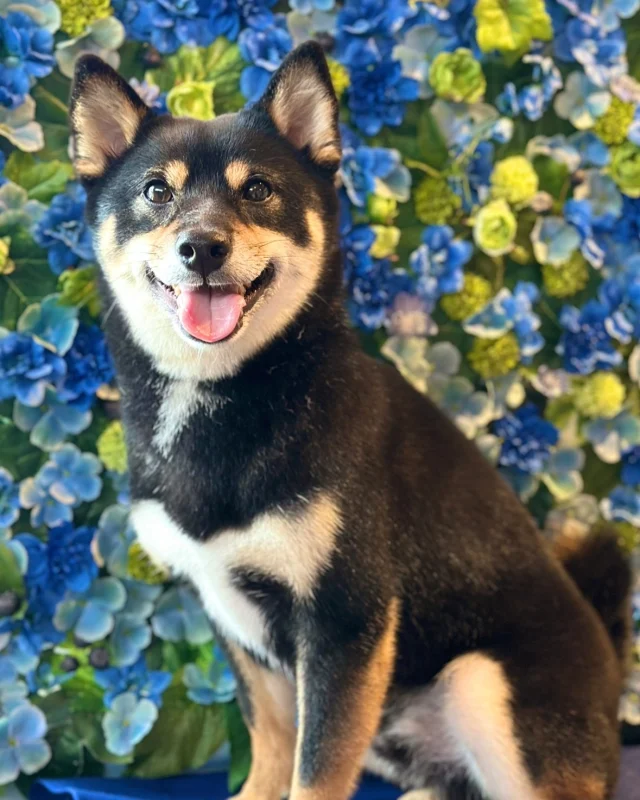 柴犬のまめ太くん&つぶ吉くん🩵

Dog salon  La・Embellir
☎︎0476-33-3791
Open 9:30〜 Close 18:00

#ラアンベリール#laembellir_narita#トリミング#成田トリミング#成田市トリミング#富里市#富里市トリミング#印西市#印西トリミング#印西市トリミングサロン #千葉トリミング#成田市#成田市トリミングサロン#酒々井町トリミング #酒々井トリミング#炭酸シャンプーマシン#シャンプーシステム#炭酸泉シャンプー #オゾンシャワー #シャンプーマシン導入店  #トリミングサロン#プラッキング#千葉プラッキング #成田プラッキング#柴犬#しばいぬ