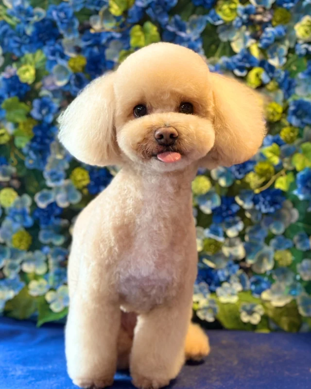 ミックスの恋くん💙

Dog salon  La・Embellir
☎︎0476-33-3791
Open 9:30〜 Close 18:00

#ラアンベリール#laembellir_narita#トリミング#成田トリミング#成田市トリミング#富里市#富里市トリミング#印西市#印西トリミング#印西市トリミングサロン #千葉トリミング#成田市#成田市トリミングサロン#酒々井町トリミング #酒々井トリミング#炭酸シャンプーマシン#シャンプーシステム#炭酸泉シャンプー #オゾンシャワー #シャンプーマシン導入店  #トリミングサロン#プラッキング#千葉プラッキング #成田プラッキング#ミックス犬#マルプー