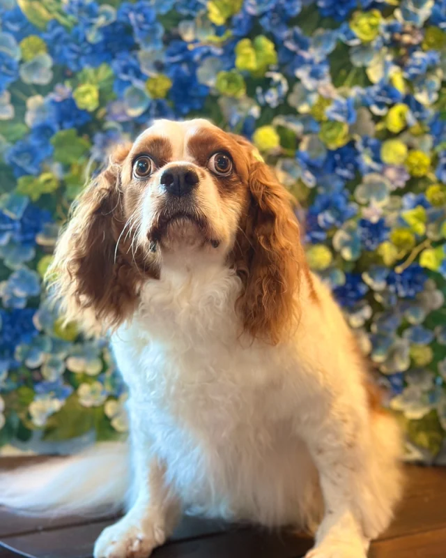 キャバリアのマロンくん💙

Dog salon  La・Embellir
☎︎0476-33-3791
Open 9:30〜 Close 18:00

#ラアンベリール#laembellir_narita#トリミング#成田トリミング#成田市トリミング#富里市#富里市トリミング#印西市#印西トリミング#印西市トリミングサロン #千葉トリミング#成田市#成田市トリミングサロン#酒々井町トリミング #酒々井トリミング#炭酸シャンプーマシン#シャンプーシステム#炭酸泉シャンプー #オゾンシャワー #シャンプーマシン導入店  #トリミングサロン#プラッキング#千葉プラッキング #成田プラッキング#キャバリアキングチャールズスパニエル #キャバリア