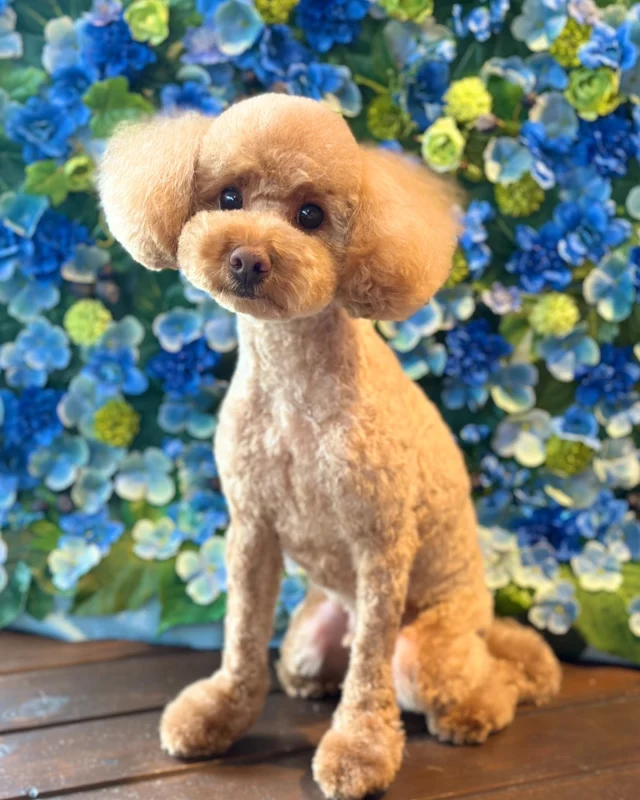 プードルのトワくん💙

Dog salon  La・Embellir
☎︎0476-33-3791
Open 9:30〜 Close 18:00

#ラアンベリール#laembellir_narita#トリミング#成田トリミング#成田市トリミング#富里市#富里市トリミング#印西市#印西トリミング#印西市トリミングサロン #千葉トリミング#成田市#成田市トリミングサロン#酒々井町トリミング #酒々井トリミング#炭酸シャンプーマシン#シャンプーシステム#炭酸泉シャンプー #オゾンシャワー #シャンプーマシン導入店  #トリミングサロン#プラッキング#千葉プラッキング #成田プラッキング#プードル#トイプードル #トイプードルトリミング #プードルカット