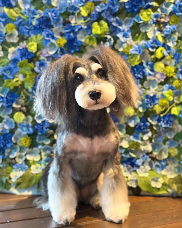 シュナのルナちゃん🩵

Dog salon  La・Embellir
☎︎0476-33-3791
Open 9:30〜 Close 18:00

#ラアンベリール#laembellir_narita#トリミング#成田トリミング#成田市トリミング#富里市#富里市トリミング#印西市#印西トリミング#印西市トリミングサロン #千葉トリミング#成田市#成田市トリミングサロン#酒々井町トリミング #酒々井トリミング#炭酸シャンプーマシン#シャンプーシステム#炭酸泉シャンプー #オゾンシャワー #シャンプーマシン導入店  #トリミングサロン#プラッキング#千葉プラッキング #成田プラッキング#ミニチュアシュナウザー#シュナウザー#シュナウザーカット #シュナウザートリミング
