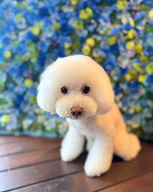 プードルのここちゃん💙

Dog salon  La・Embellir
☎︎0476-33-3791
Open 9:30〜 Close 18:00

#ラアンベリール#laembellir_narita#トリミング#成田トリミング#成田市トリミング#富里市#富里市トリミング#印西市#印西トリミング#印西市トリミングサロン #千葉トリミング#成田市#成田市トリミングサロン#酒々井町トリミング #酒々井トリミング#炭酸シャンプーマシン#シャンプーシステム#炭酸泉シャンプー #オゾンシャワー #シャンプーマシン導入店  #トリミングサロン#プラッキング#千葉プラッキング #成田プラッキング#プードル#トイプードル #トイプードルトリミング #プードルカット