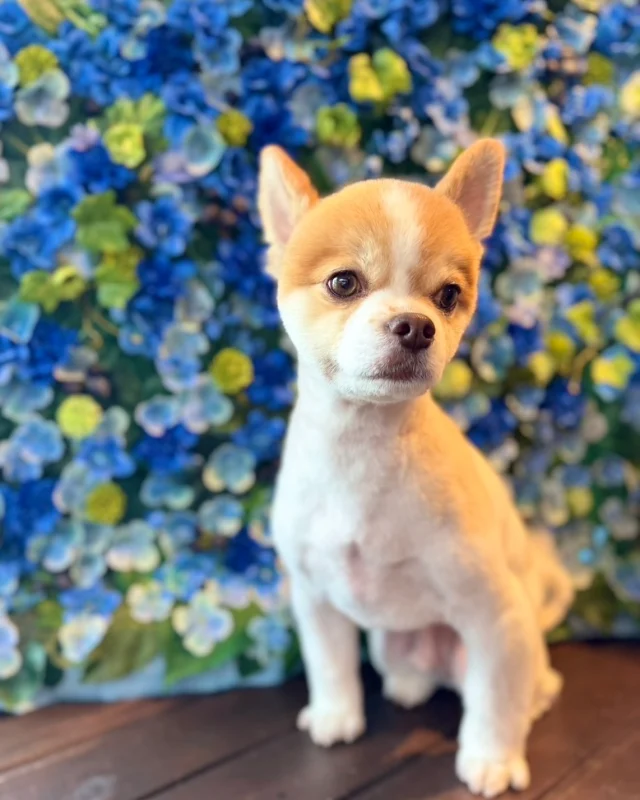 ミックスのレイくん🩵

Dog salon  La・Embellir
☎︎0476-33-3791
Open 9:30〜 Close 18:00

#ラアンベリール#laembellir_narita#トリミング#成田トリミング#成田市トリミング#富里市#富里市トリミング#印西市#印西トリミング#印西市トリミングサロン #千葉トリミング#成田市#成田市トリミングサロン#酒々井町トリミング #酒々井トリミング#炭酸シャンプーマシン#シャンプーシステム#炭酸泉シャンプー #オゾンシャワー #シャンプーマシン導入店  #トリミングサロン#プラッキング#千葉プラッキング #成田プラッキング#チワポメ #ミックス犬#mix犬