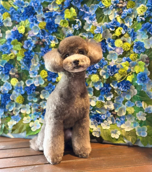 プードルのもこちゃん💙

Dog salon  La・Embellir
☎︎0476-33-3791
Open 9:30〜 Close 18:00

#ラアンベリール#laembellir_narita#トリミング#成田トリミング#成田市トリミング#富里市#富里市トリミング#印西市#印西トリミング#印西市トリミングサロン #千葉トリミング#成田市#成田市トリミングサロン#酒々井町トリミング #酒々井トリミング#炭酸シャンプーマシン#シャンプーシステム#炭酸泉シャンプー #オゾンシャワー #シャンプーマシン導入店  #トリミングサロン#プラッキング#千葉プラッキング #成田プラッキング#プードル#トイプードル #トイプードルトリミング #プードルカット