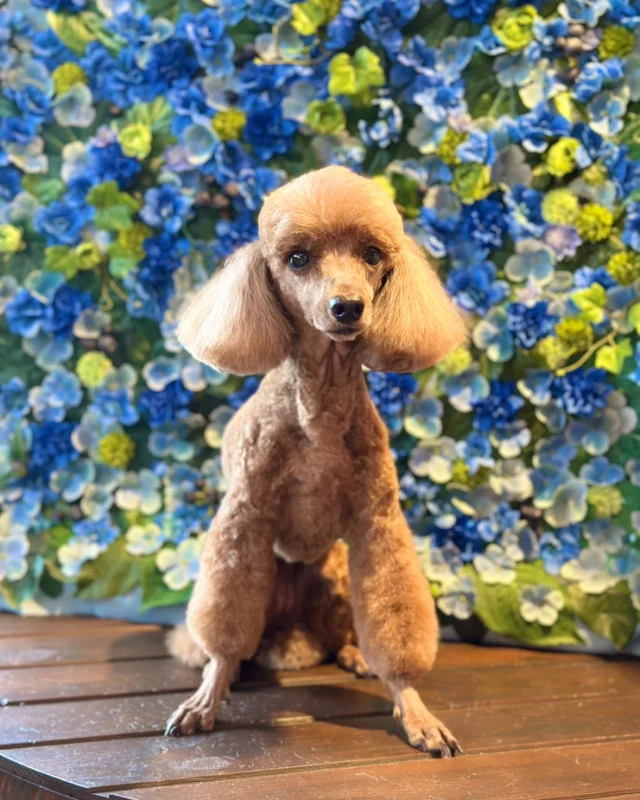 プードルのココちゃん&ショコラちゃん💙

Dog salon  La・Embellir
☎︎0476-33-3791
Open 9:30〜 Close 18:00

#ラアンベリール#laembellir_narita#トリミング#成田トリミング#成田市トリミング#富里市#富里市トリミング#印西市#印西トリミング#印西市トリミングサロン #千葉トリミング#成田市#成田市トリミングサロン#酒々井町トリミング #酒々井トリミング#炭酸シャンプーマシン#シャンプーシステム#炭酸泉シャンプー #オゾンシャワー #シャンプーマシン導入店  #トリミングサロン#プラッキング#千葉プラッキング #成田プラッキング#プードル#トイプードル #トイプードルトリミング #プードルカット