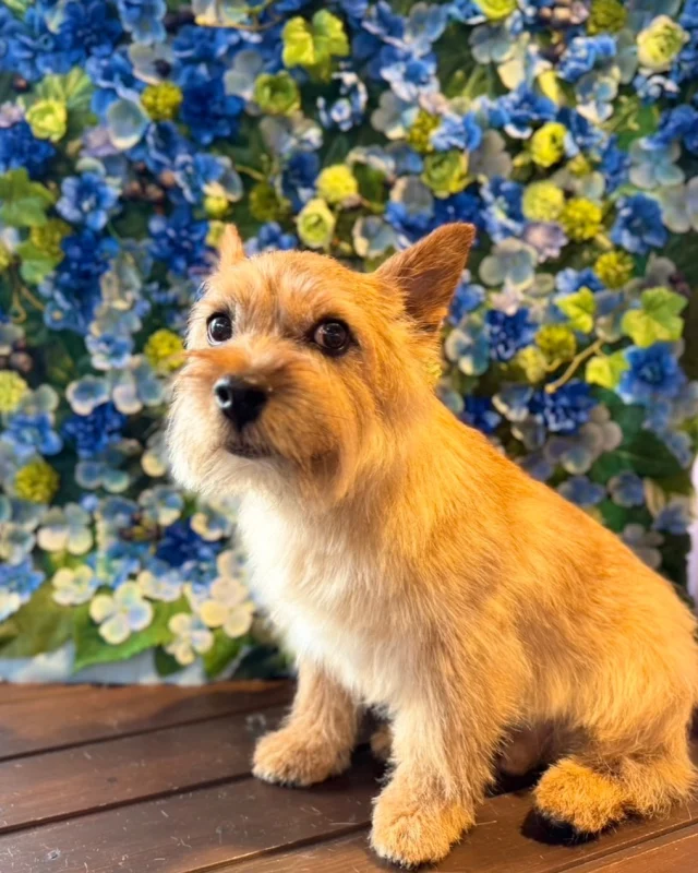 ノーリッチテリアのベイキーくん🩵

Dog salon  La・Embellir
☎︎0476-33-3791
Open 9:30〜 Close 18:00

#ラアンベリール#laembellir_narita#トリミング#成田トリミング#成田市トリミング#富里市#富里市トリミング#印西市#印西トリミング#印西市トリミングサロン #千葉トリミング#成田市#成田市トリミングサロン#酒々井町トリミング #酒々井トリミング#炭酸シャンプーマシン#シャンプーシステム#炭酸泉シャンプー #オゾンシャワー #シャンプーマシン導入店  #トリミングサロン#プラッキング#千葉プラッキング #成田プラッキング#テリアプラッキング#テリアトリミング #ノーリッチテリア #ノーリッチテリアプラッキング #ノーリッチテリアトリミング