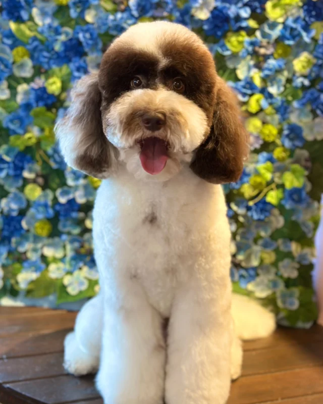ドゥードルのココアちゃん💙

Dog salon  La・Embellir
☎︎0476-33-3791
Open 9:30〜 Close 18:00

#ラアンベリール#laembellir_narita#トリミング#成田トリミング#成田市トリミング#富里市#富里市トリミング#印西市#印西トリミング#印西市トリミングサロン #千葉トリミング#成田市#成田市トリミングサロン#酒々井町トリミング #酒々井トリミング#炭酸シャンプーマシン#シャンプーシステム#炭酸泉シャンプー #オゾンシャワー #シャンプーマシン導入店  #トリミングサロン#プラッキング#千葉プラッキング #成田プラッキング#ドゥードル
