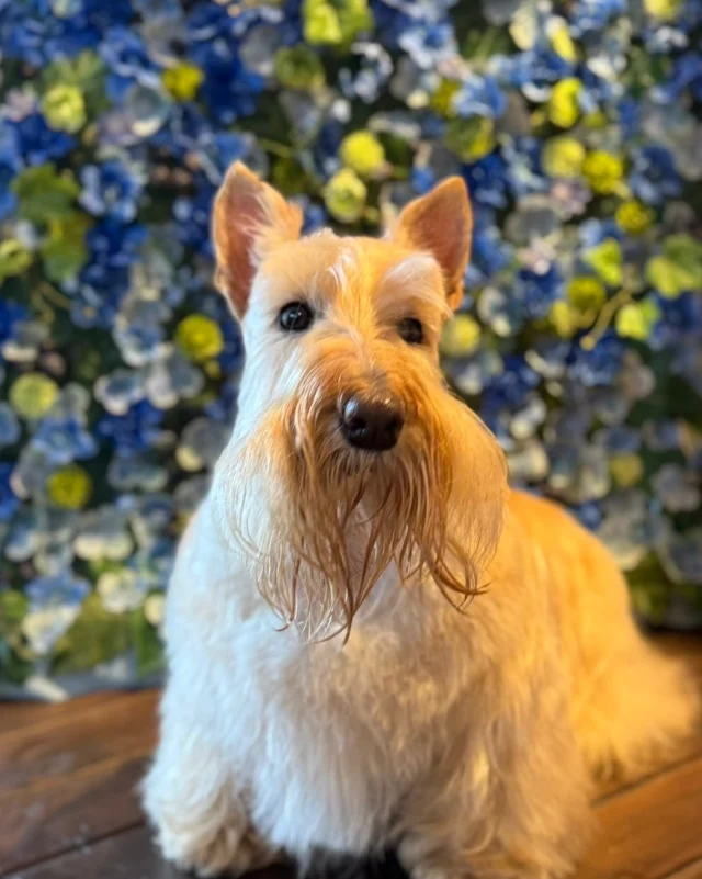 スコティッシュテリアのアビーちゃん🩵

Dog salon  La・Embellir
☎︎0476-33-3791
Open 9:30〜 Close 18:00

#ラアンベリール#laembellir_narita#トリミング#成田トリミング#成田市トリミング#富里市#富里市トリミング#印西市#印西トリミング#印西市トリミングサロン #千葉トリミング#成田市#成田市トリミングサロン#酒々井町トリミング #酒々井トリミング#炭酸シャンプーマシン#シャンプーシステム#炭酸泉シャンプー #オゾンシャワー #シャンプーマシン導入店  #トリミングサロン#プラッキング#千葉プラッキング #成田プラッキング#テリアプラッキング#テリアトリミング #スコティッシュテリア#スコッチテリア