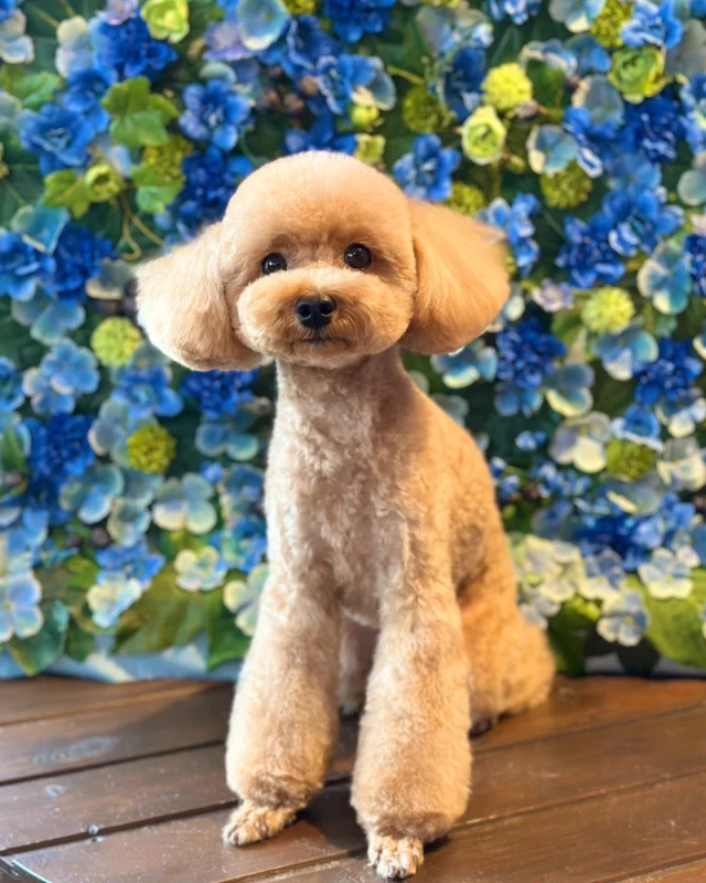 プードルのモコちゃん🩵

Dog salon  La・Embellir
☎︎0476-33-3791
Open 9:30〜 Close 18:00

#ラアンベリール#laembellir_narita#トリミング#成田トリミング#成田市トリミング#富里市#富里市トリミング#印西市#印西トリミング#印西市トリミングサロン #千葉トリミング#成田市#成田市トリミングサロン#酒々井町トリミング #酒々井トリミング#炭酸シャンプーマシン#シャンプーシステム#炭酸泉シャンプー #オゾンシャワー #シャンプーマシン導入店  #トリミングサロン#プラッキング#千葉プラッキング #成田プラッキング#プードル#トイプードル #トイプードルトリミング #プードルカット
