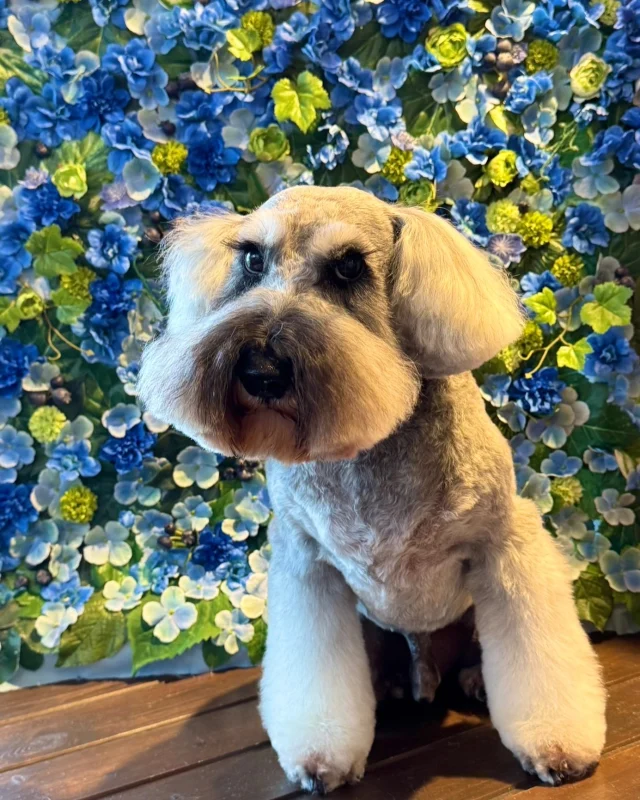 シュナのこはくくん💙

Dog salon  La・Embellir
☎︎0476-33-3791
Open 9:30〜 Close 18:00

#ラアンベリール#laembellir_narita#トリミング#成田トリミング#成田市トリミング#富里市#富里市トリミング#印西市#印西トリミング#印西市トリミングサロン #千葉トリミング#成田市#成田市トリミングサロン#酒々井町トリミング #酒々井トリミング#炭酸シャンプーマシン#シャンプーシステム#炭酸泉シャンプー #オゾンシャワー #シャンプーマシン導入店  #トリミングサロン#プラッキング#千葉プラッキング #成田プラッキング#ミニチュアシュナウザー#シュナウザー#シュナウザーカット #シュナウザートリミング
