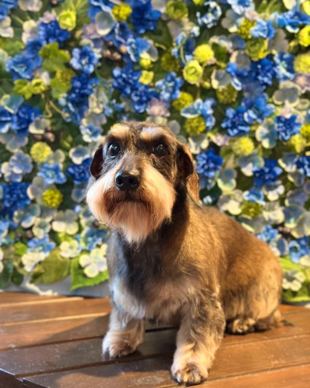 ワイヤーダックスのメイちゃん🩵

Dog salon  La・Embellir
☎︎0476-33-3791
Open 9:30〜 Close 18:00

#ラアンベリール#laembellir_narita#トリミング#成田トリミング#成田市トリミング#富里市#富里市トリミング#印西市#印西トリミング#印西市トリミングサロン #千葉トリミング#成田市#成田市トリミングサロン#酒々井町トリミング #酒々井トリミング#炭酸シャンプーマシン#シャンプーシステム#炭酸泉シャンプー #オゾンシャワー #シャンプーマシン導入店  #トリミングサロン#プラッキング#千葉プラッキング #成田プラッキング#ワイヤーダックス #ワイヤーダックスフンド #ワイヤーダックストリミング #ダックスフンド
