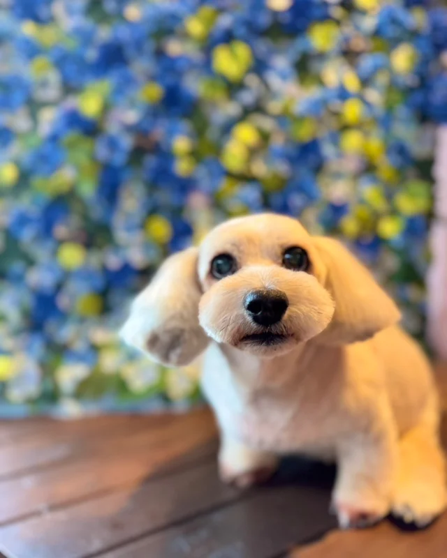 MIXのチャッピーくん💙

Dog salon  La・Embellir
☎︎0476-33-3791
Open 9:30〜 Close 18:00

#ラアンベリール#laembellir_narita#トリミング#成田トリミング#成田市トリミング#富里市#富里市トリミング#印西市#印西トリミング#印西市トリミングサロン #千葉トリミング#成田市#成田市トリミングサロン#酒々井町トリミング #酒々井トリミング#炭酸シャンプーマシン#シャンプーシステム#炭酸泉シャンプー #オゾンシャワー #シャンプーマシン導入店  #トリミングサロン#プラッキング#千葉プラッキング #成田プラッキング#ミックス #ミックス犬