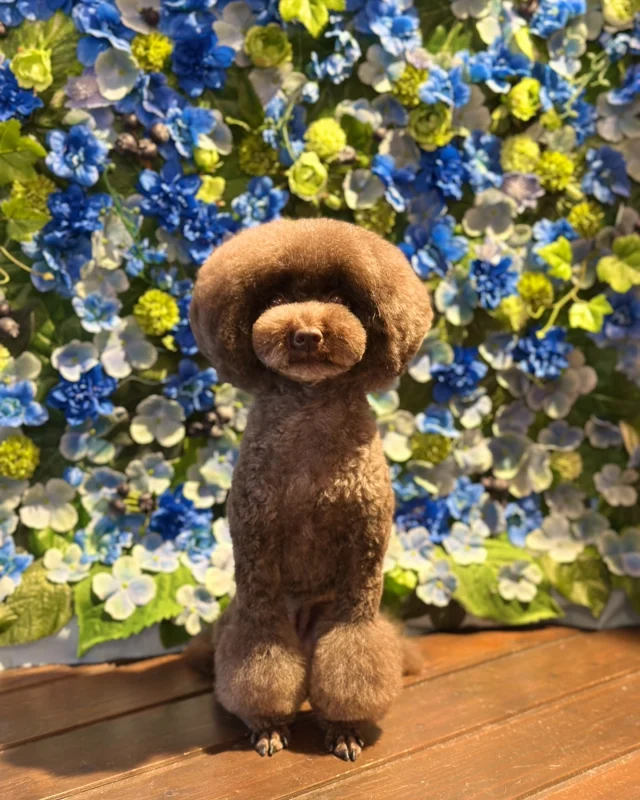 プードルのティダちゃん🩵

Dog salon  La・Embellir
☎︎0476-33-3791
Open 9:30〜 Close 18:00

#ラアンベリール#laembellir_narita#トリミング#成田トリミング#成田市トリミング#富里市#富里市トリミング#印西市#印西トリミング#印西市トリミングサロン #千葉トリミング#成田市#成田市トリミングサロン#酒々井町トリミング #酒々井トリミング#炭酸シャンプーマシン#シャンプーシステム#炭酸泉シャンプー #オゾンシャワー #シャンプーマシン導入店  #トリミングサロン#プラッキング#千葉プラッキング #成田プラッキング#プードル#トイプードル #トイプードルトリミング #プードルカット