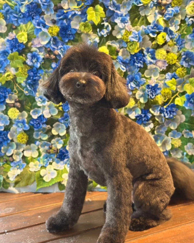 MIXのぷぅちゃん&ぽぽちゃん&プードルのぴぴちゃん🩵

Dog salon  La・Embellir
☎︎0476-33-3791
Open 9:30〜 Close 18:00

#ラアンベリール#laembellir_narita#トリミング#成田トリミング#成田市トリミング#富里市#富里市トリミング#印西市#印西トリミング#印西市トリミングサロン #千葉トリミング#成田市#成田市トリミングサロン#酒々井町トリミング #酒々井トリミング#炭酸シャンプーマシン#シャンプーシステム#炭酸泉シャンプー #オゾンシャワー #シャンプーマシン導入店  #トリミングサロン#プラッキング#千葉プラッキング #成田プラッキング#プードル#トイプードル #トイプードルトリミング #プードルカット