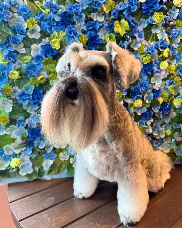 シュナのあんずちゃん&ゆうりくん🩵

Dog salon  La・Embellir
☎︎0476-33-3791
Open 9:30〜 Close 18:00

#ラアンベリール#laembellir_narita#トリミング#成田トリミング#成田市トリミング#富里市#富里市トリミング#印西市#印西トリミング#印西市トリミングサロン #千葉トリミング#成田市#成田市トリミングサロン#酒々井町トリミング #酒々井トリミング#炭酸シャンプーマシン#シャンプーシステム#炭酸泉シャンプー #オゾンシャワー #シャンプーマシン導入店  #トリミングサロン#プラッキング#千葉プラッキング #成田プラッキング#ミニチュアシュナウザー#シュナウザー#シュナウザーカット #シュナウザートリミング