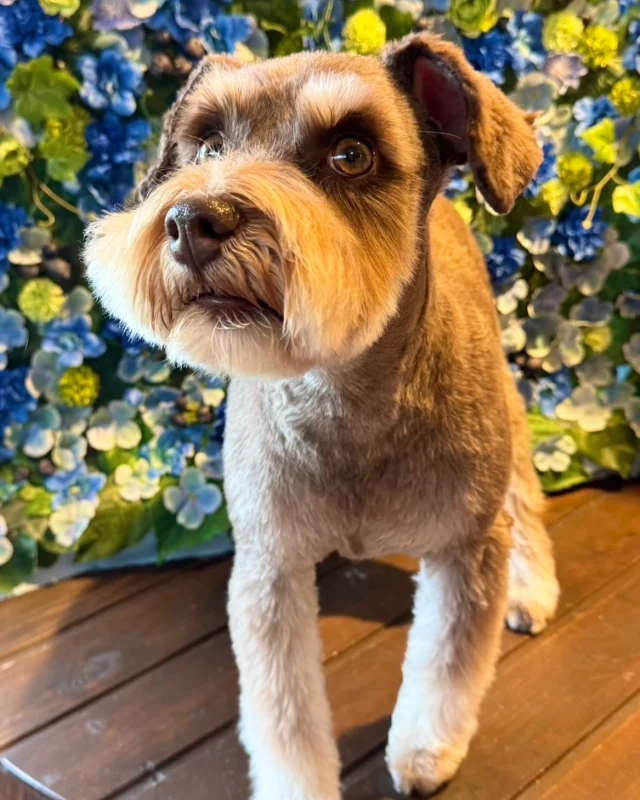 シュナのトフィーちゃん🩵

Dog salon  La・Embellir
☎︎0476-33-3791
Open 9:30〜 Close 18:00

#ラアンベリール#laembellir_narita#トリミング#成田トリミング#成田市トリミング#富里市#富里市トリミング#印西市#印西トリミング#印西市トリミングサロン #千葉トリミング#成田市#成田市トリミングサロン#酒々井町トリミング #酒々井トリミング#炭酸シャンプーマシン#シャンプーシステム#炭酸泉シャンプー #オゾンシャワー #シャンプーマシン導入店  #トリミングサロン#プラッキング#千葉プラッキング #成田プラッキング#ミニチュアシュナウザー#シュナウザー#シュナウザーカット #シュナウザートリミング