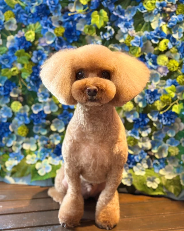 プードルのちゃちゃまるくん&みみちゃん🩵

Dog salon  La・Embellir
☎︎0476-33-3791
Open 9:30〜 Close 18:00

#ラアンベリール#laembellir_narita#トリミング#成田トリミング#成田市トリミング#富里市#富里市トリミング#印西市#印西トリミング#印西市トリミングサロン #千葉トリミング#成田市#成田市トリミングサロン#酒々井町トリミング #酒々井トリミング#炭酸シャンプーマシン#シャンプーシステム#炭酸泉シャンプー #オゾンシャワー #シャンプーマシン導入店  #トリミングサロン#プラッキング#千葉プラッキング #成田プラッキング#プードル#トイプードル #トイプードルトリミング #プードルカット