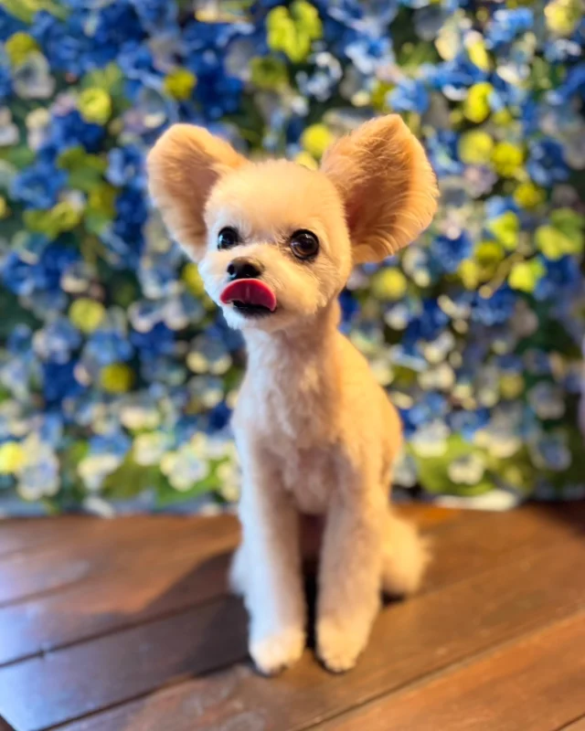 ミックスのぷくくん💙

Dog salon  La・Embellir
☎︎0476-33-3791
Open 9:30〜 Close 18:00

#ラアンベリール#laembellir_narita#トリミング#成田トリミング#成田市トリミング#富里市#富里市トリミング#印西市#印西トリミング#印西市トリミングサロン #千葉トリミング#成田市#成田市トリミングサロン#酒々井町トリミング #酒々井トリミング#炭酸シャンプーマシン#シャンプーシステム#炭酸泉シャンプー #オゾンシャワー #シャンプーマシン導入店  #トリミングサロン#プラッキング#千葉プラッキング #成田プラッキング#ミックス犬