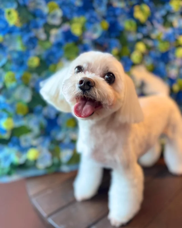 マルチーズのコロンくん&ミックスのモモちゃん💙

Dog salon  La・Embellir
☎︎0476-33-3791
Open 9:30〜 Close 18:00

#ラアンベリール#laembellir_narita#トリミング#成田トリミング#成田市トリミング#富里市#富里市トリミング#印西市#印西トリミング#印西市トリミングサロン #千葉トリミング#成田市#成田市トリミングサロン#酒々井町トリミング #酒々井トリミング#炭酸シャンプーマシン#シャンプーシステム#炭酸泉シャンプー #オゾンシャワー #シャンプーマシン導入店  #トリミングサロン#プラッキング#千葉プラッキング #成田プラッキング#ミックス犬#マルチーズ