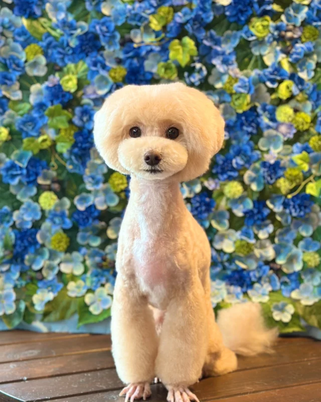 ミックスの福之神くん💙

Dog salon  La・Embellir
☎︎0476-33-3791
Open 9:30〜 Close 18:00

#ラアンベリール#laembellir_narita#トリミング#成田トリミング#成田市トリミング#富里市#富里市トリミング#印西市#印西トリミング#印西市トリミングサロン #千葉トリミング#成田市#成田市トリミングサロン#酒々井町トリミング #酒々井トリミング#炭酸シャンプーマシン#シャンプーシステム#炭酸泉シャンプー #オゾンシャワー #シャンプーマシン導入店  #トリミングサロン#プラッキング#千葉プラッキング #成田プラッキング#ミックス犬#マルプー